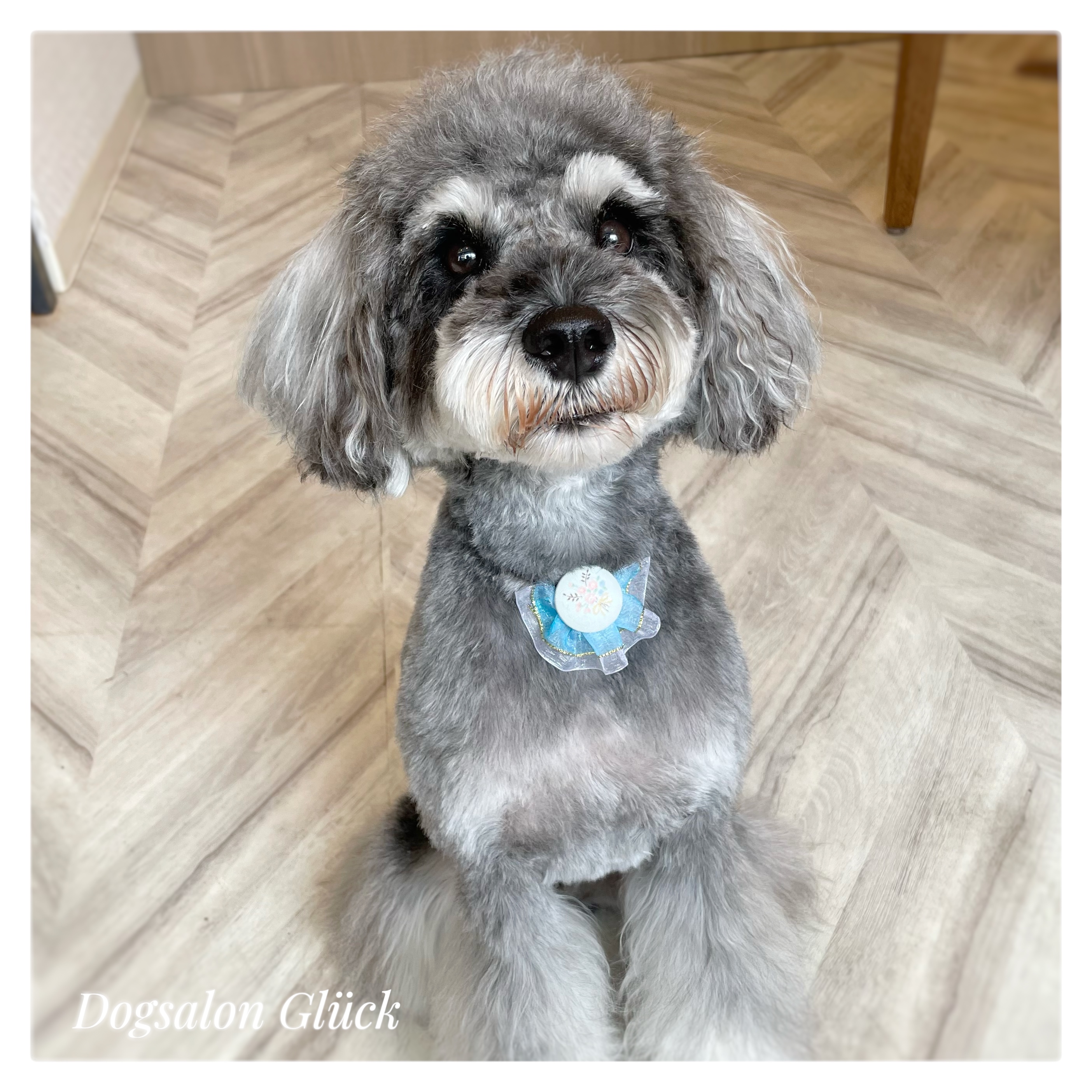 ミニチュアシュナウザー