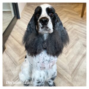 イングリッシュコッカースパニエル