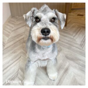 ミニチュアシュナウザー