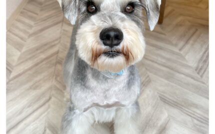 ミニチュアシュナウザー