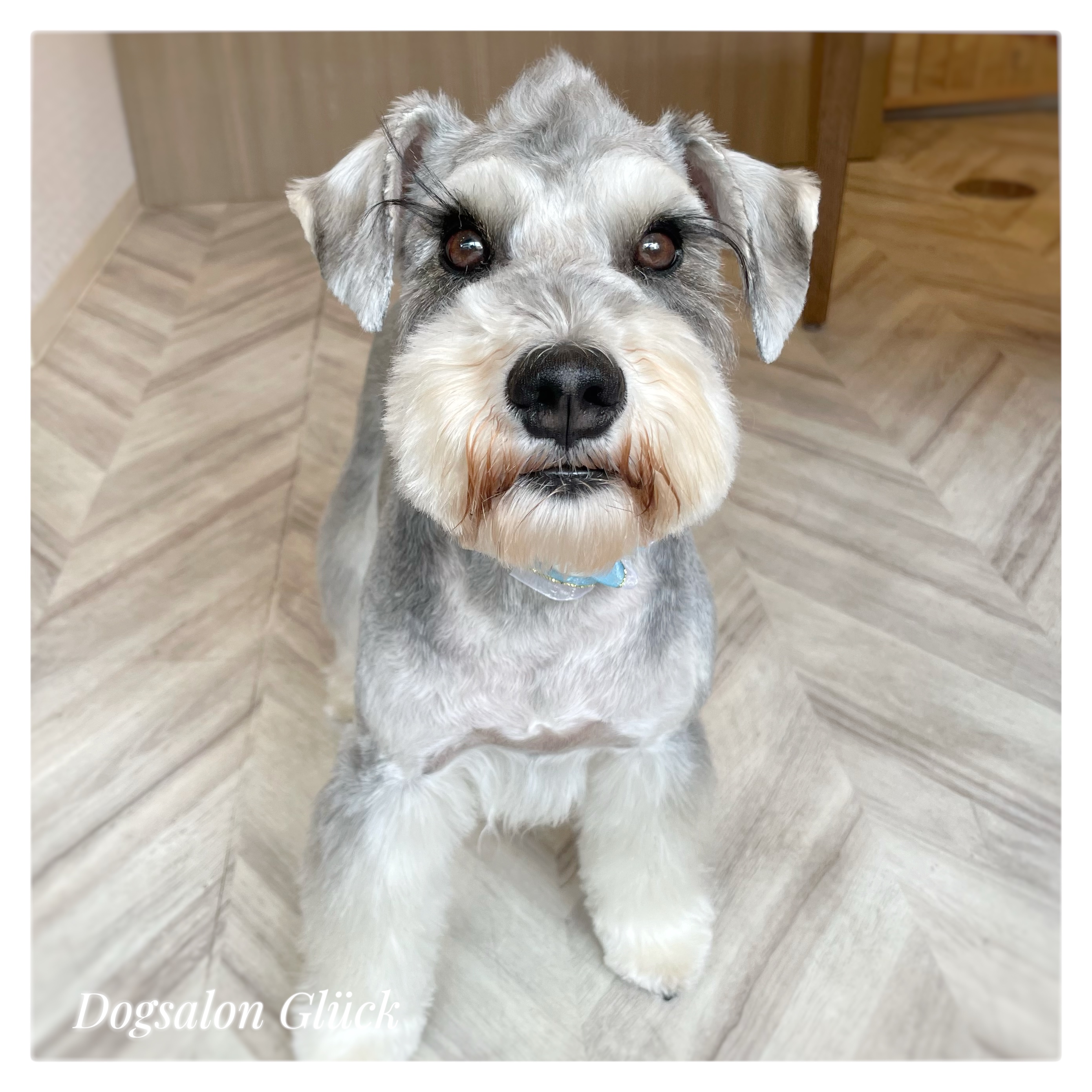 ミニチュアシュナウザー