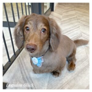 ダックスフンド