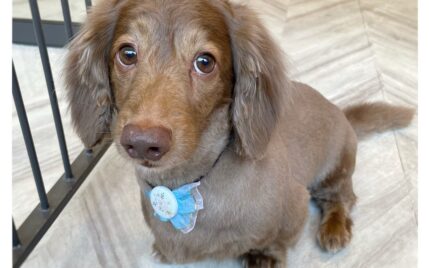 ダックスフンド