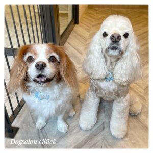 アメリカンコッカースパニエル