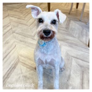 ミニチュアシュナウザー