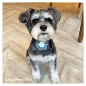 ミニチュアシュナウザー