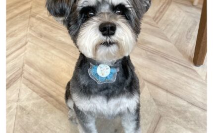 ミニチュアシュナウザー