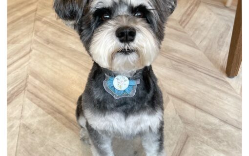 ミニチュアシュナウザー