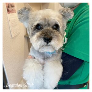 ミニチュアシュナウザー