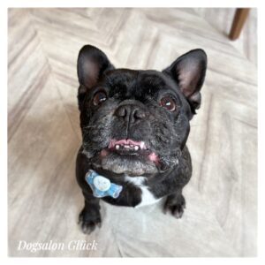 フレンチブルドッグ