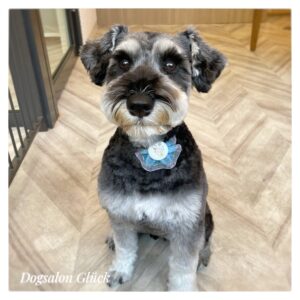 ミニチュアシュナウザー