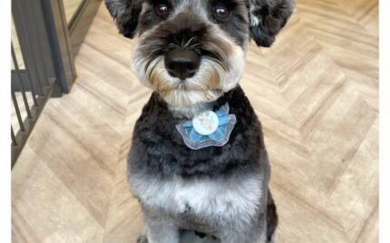 ミニチュアシュナウザー