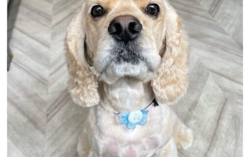 アメリカンコッカースパニエル