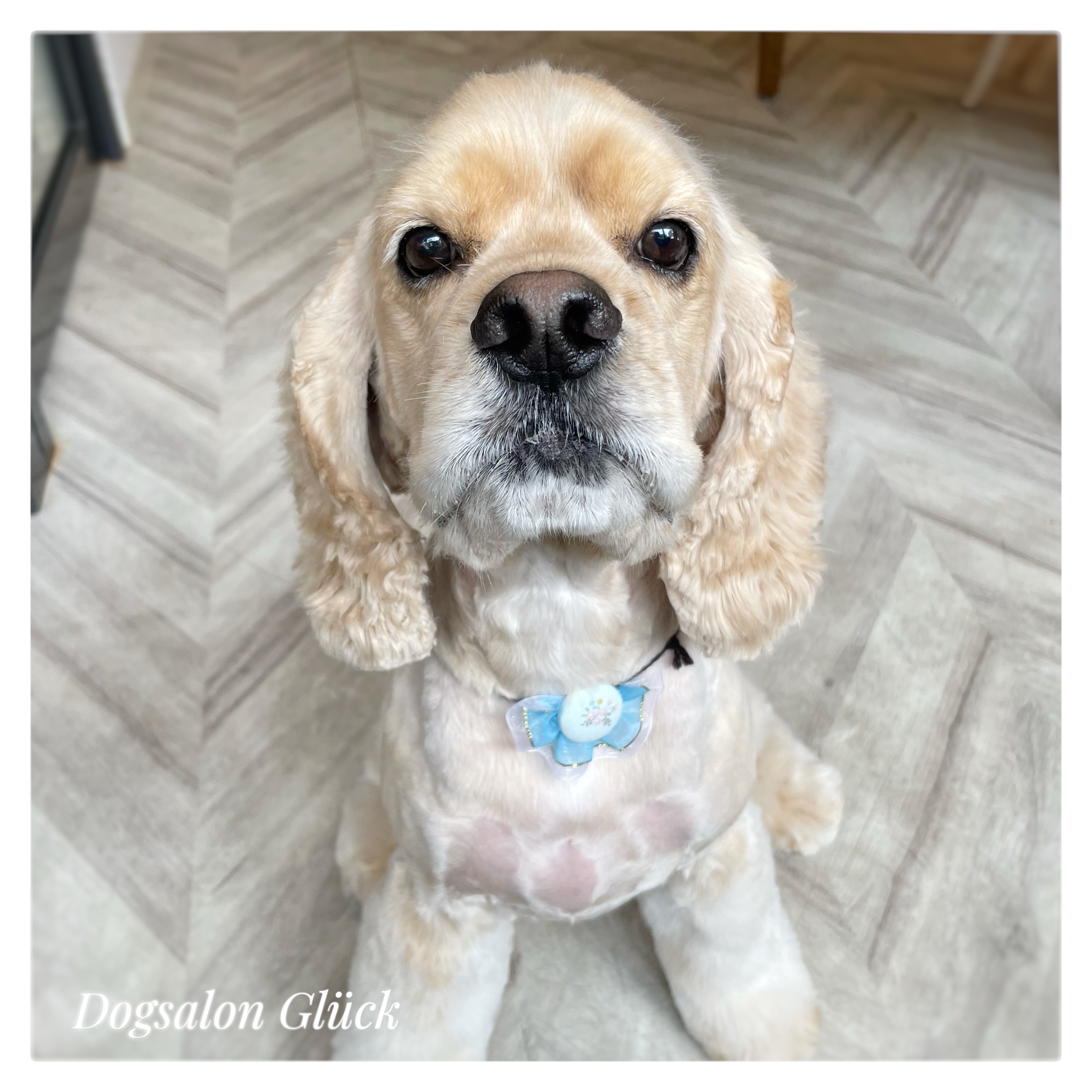 アメリカンコッカースパニエル