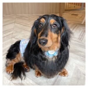 ダックスフンド