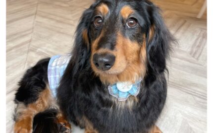 ダックスフンド