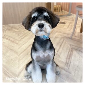 ミニチュアシュナウザー