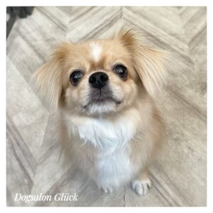 チベタンスパニエル