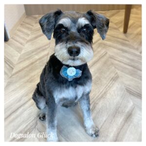 ミニチュアシュナウザー