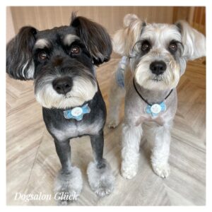 ミニチュアシュナウザー