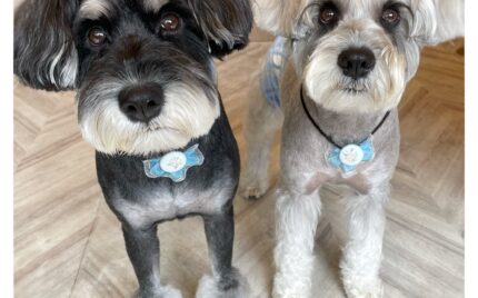 ミニチュアシュナウザー