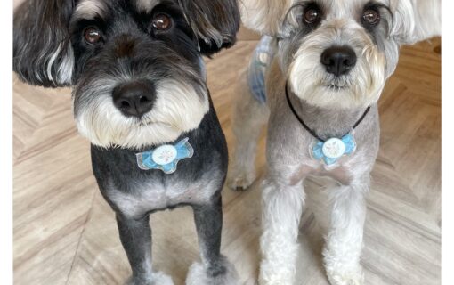 ミニチュアシュナウザー