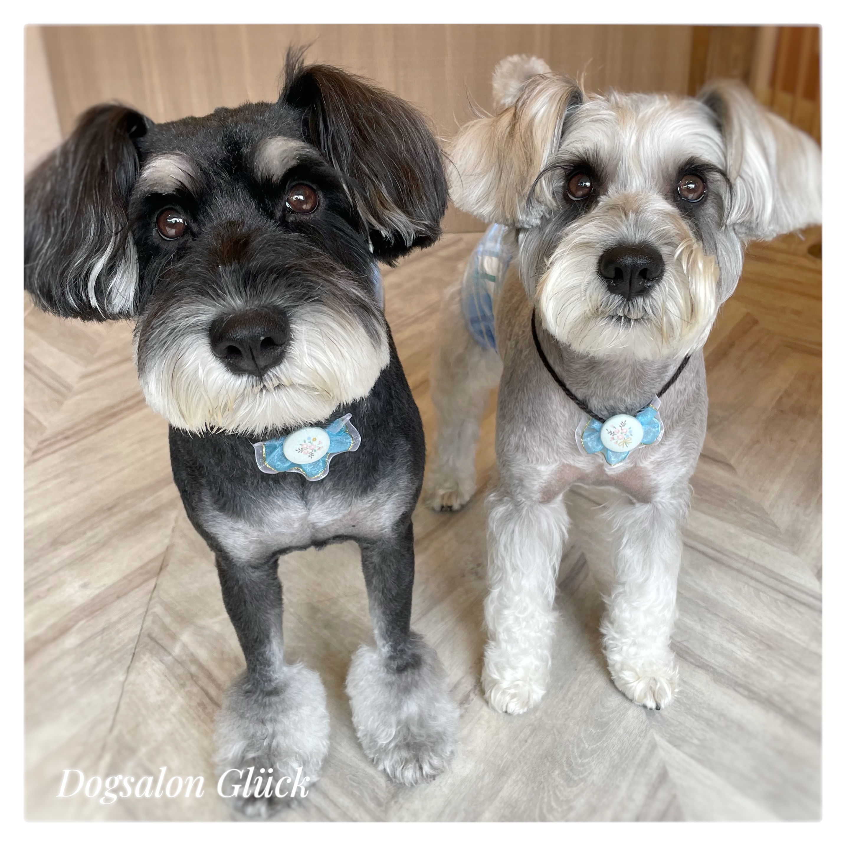 ミニチュアシュナウザー