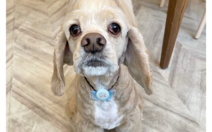 アメリカンコッカースパニエル