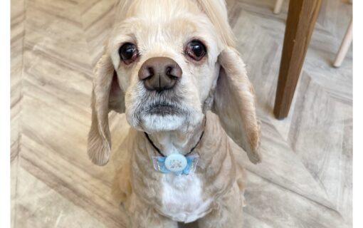 アメリカンコッカースパニエル