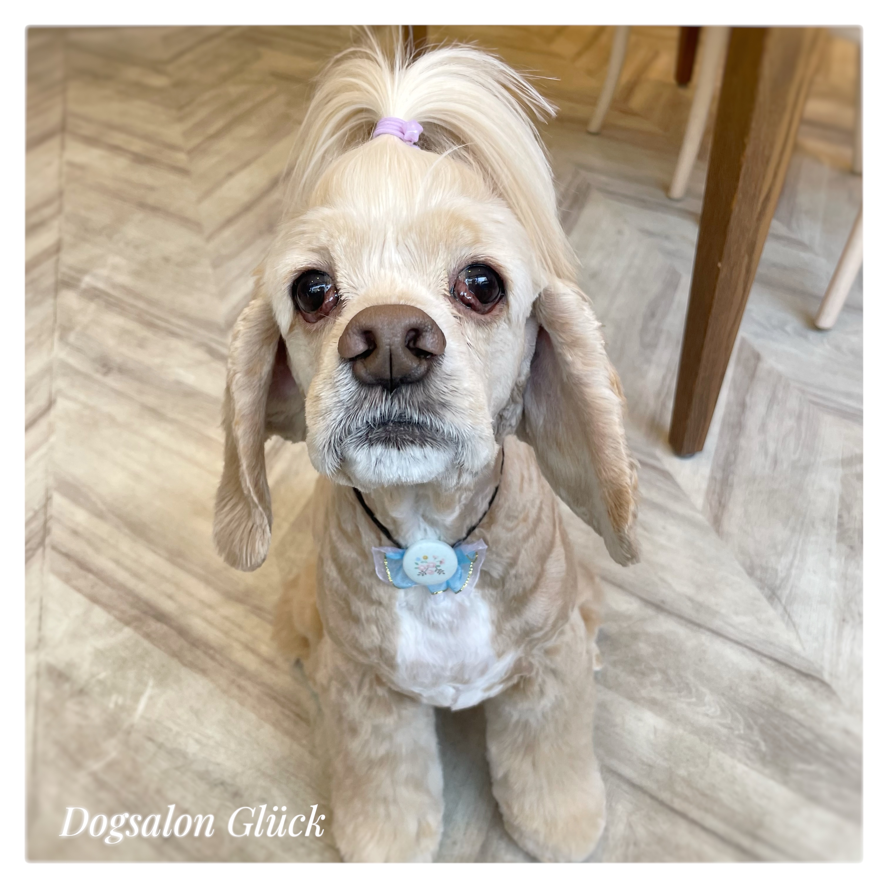 アメリカンコッカースパニエル