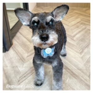 ミニチュアシュナウザー