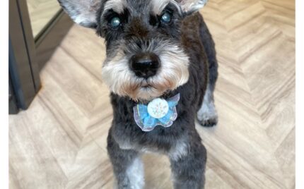 ミニチュアシュナウザー