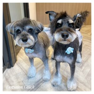 ミニチュアシュナウザー