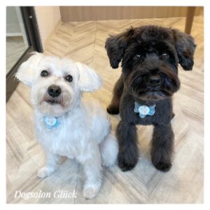 ミニチュアシュナウザー