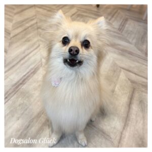 ポメラニアン