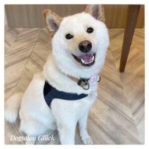 柴犬