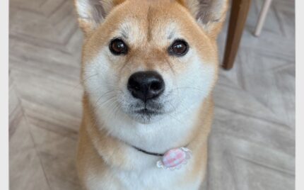 柴犬