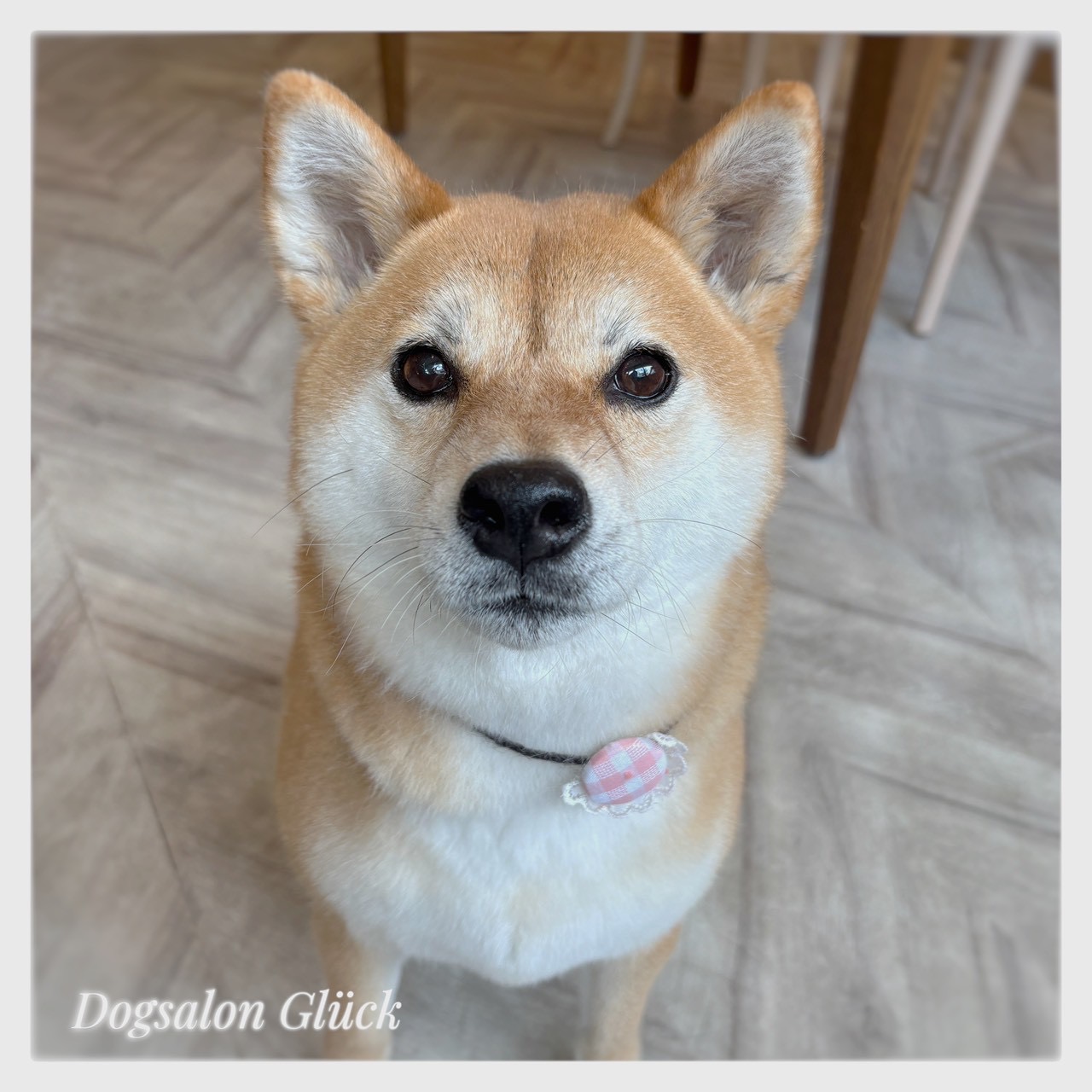 柴犬