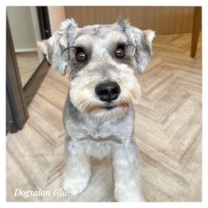 ミニチュアシュナウザー