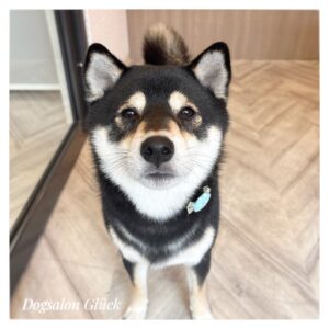 柴犬