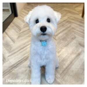 ミニチュアシュナウザー