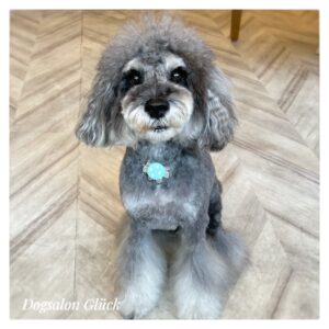 ミニチュアシュナウザー