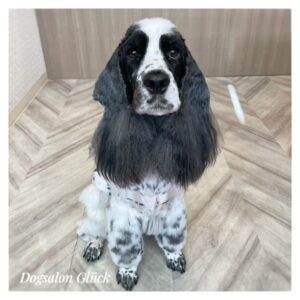 イングリッシュコッカースパニエル
