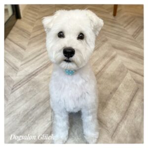 ミニチュアシュナウザー