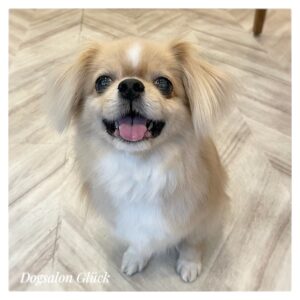 チベタンスパニエル