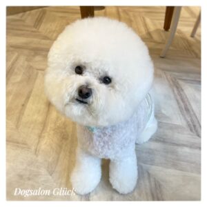 ビションフリーゼ