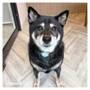 柴犬