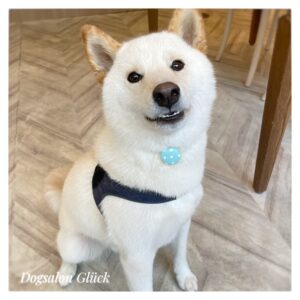 柴犬