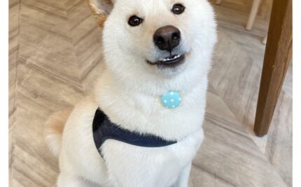 柴犬