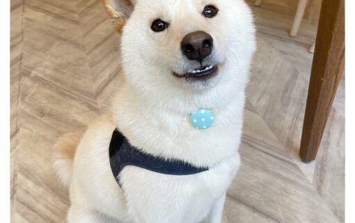 柴犬